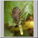 Picromerus bidens - Zweizaehnige Dornwanze 06.jpg